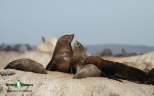 Cape Town Mammals