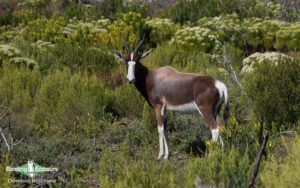 Cape Town Mammals