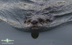 Cape Town Mammals