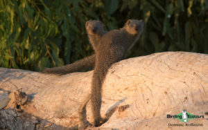 Cape Town Mammals