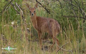 Cape Town Mammals