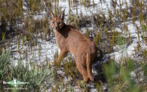 Cape Town Mammals