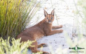 Cape Town Mammals