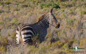 Cape Town Mammals