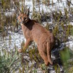 Cape Town Mammals