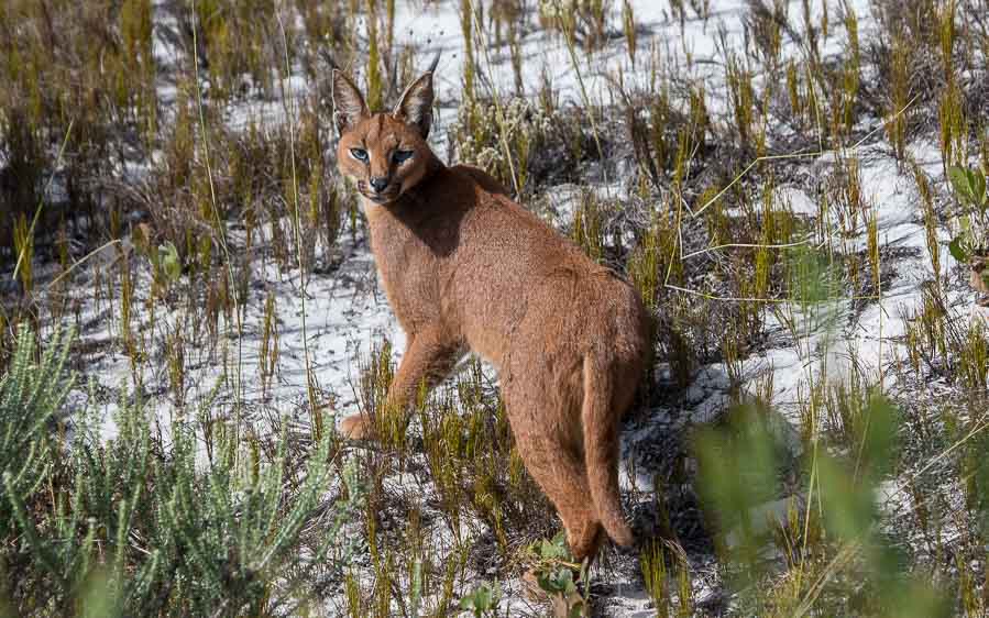 Cape Town Mammals