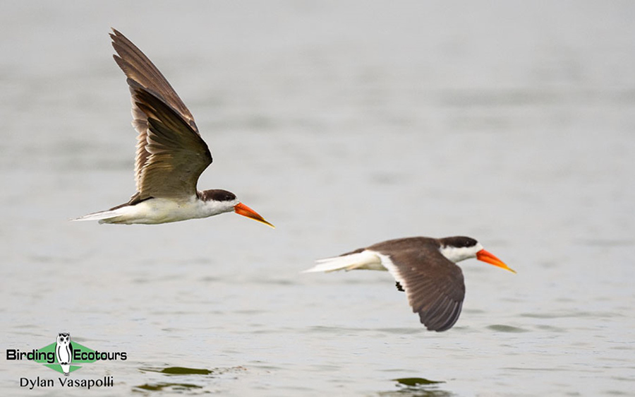 Uganda Custom birding report