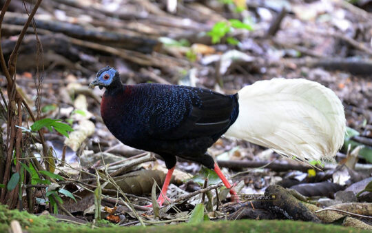 bulwers-pheasant-trip