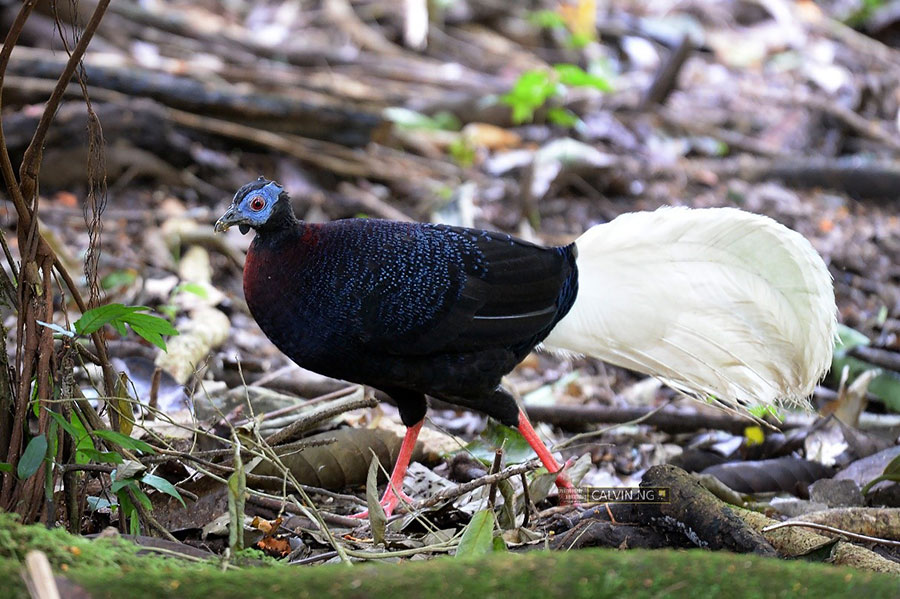 bulwers-pheasant-trip