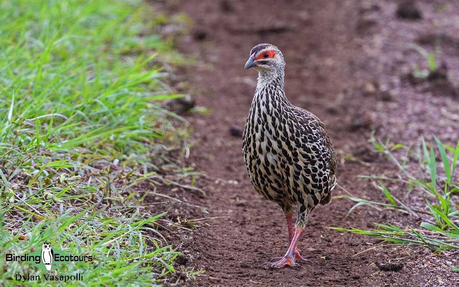 Uganda Custom birding report