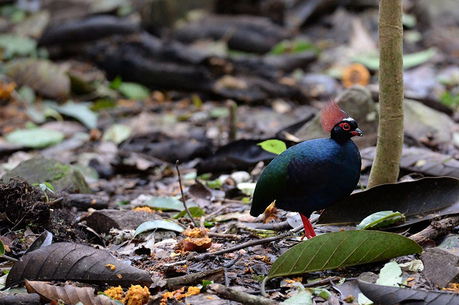 bulwers-pheasant-trip