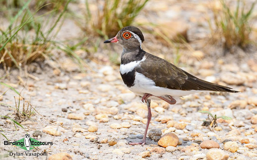 Uganda Custom birding report