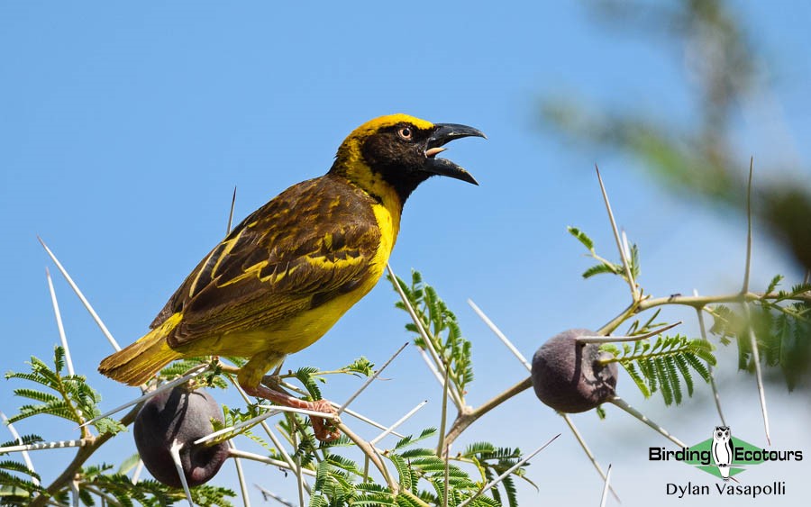 Uganda Custom birding report