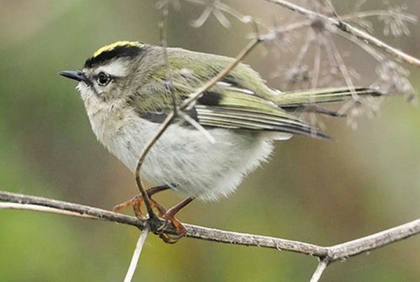 Ohio Birding Day report 2021