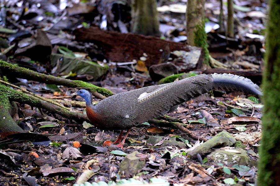 bulwers-pheasant-trip