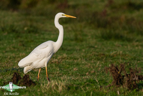 norfolk autumn birding