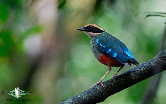 Uganda Custom birding report