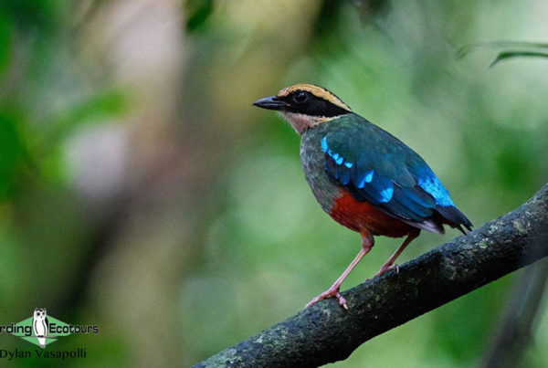 Uganda Custom birding report