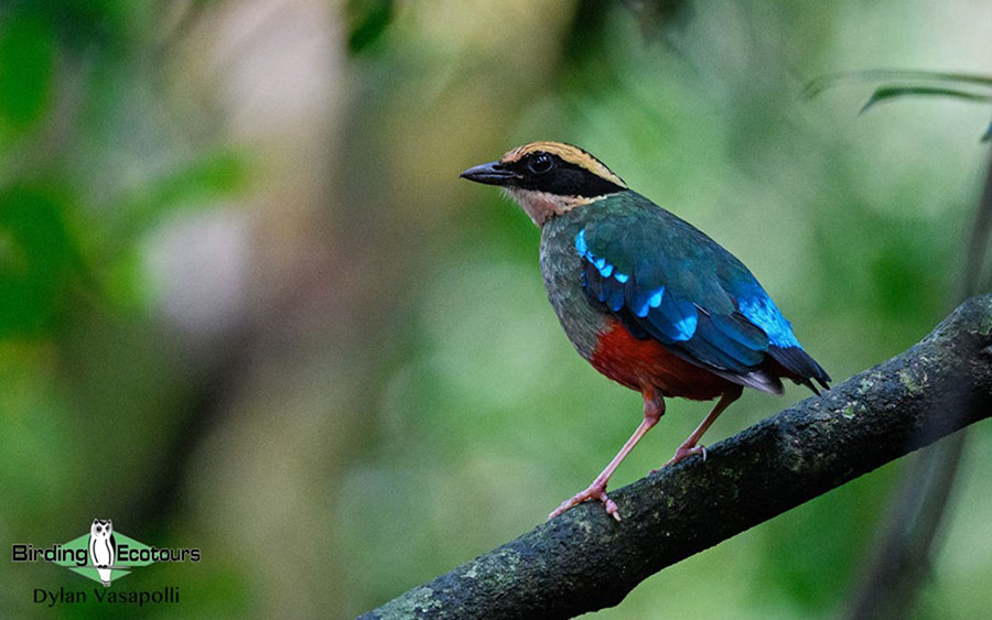 Uganda Custom birding report