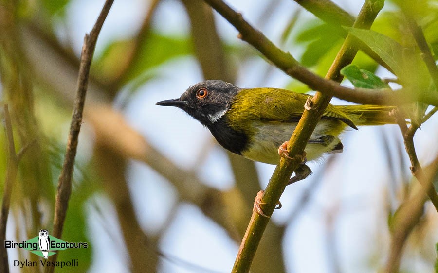 Uganda Custom birding report