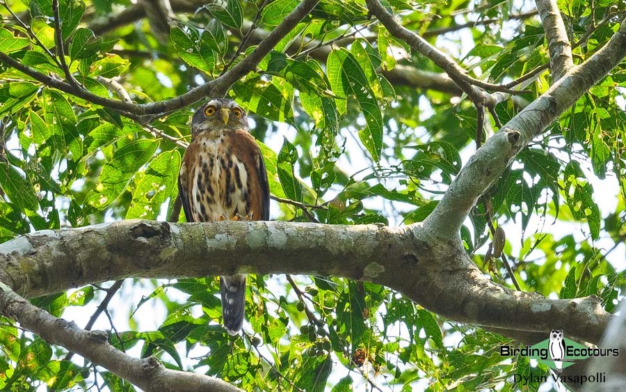 Uganda Custom birding report