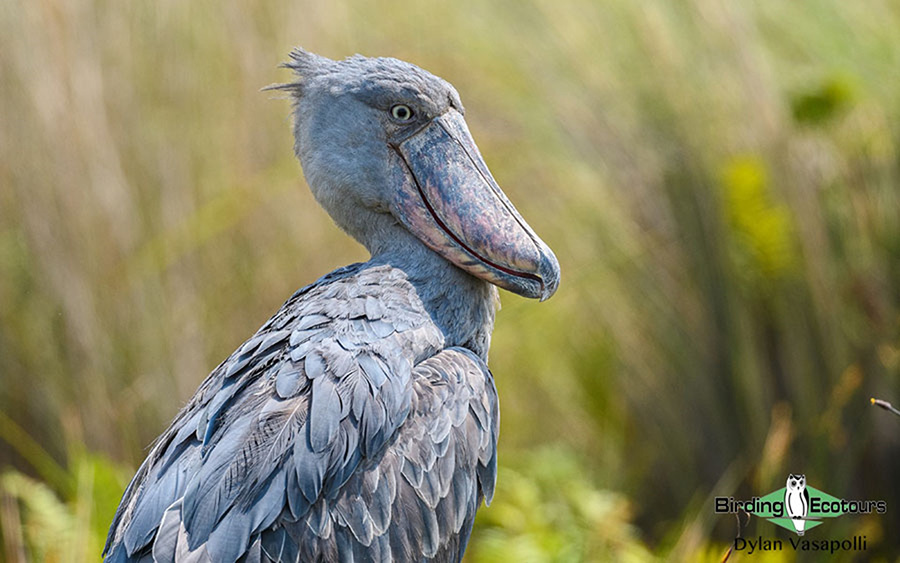 Uganda Custom birding report