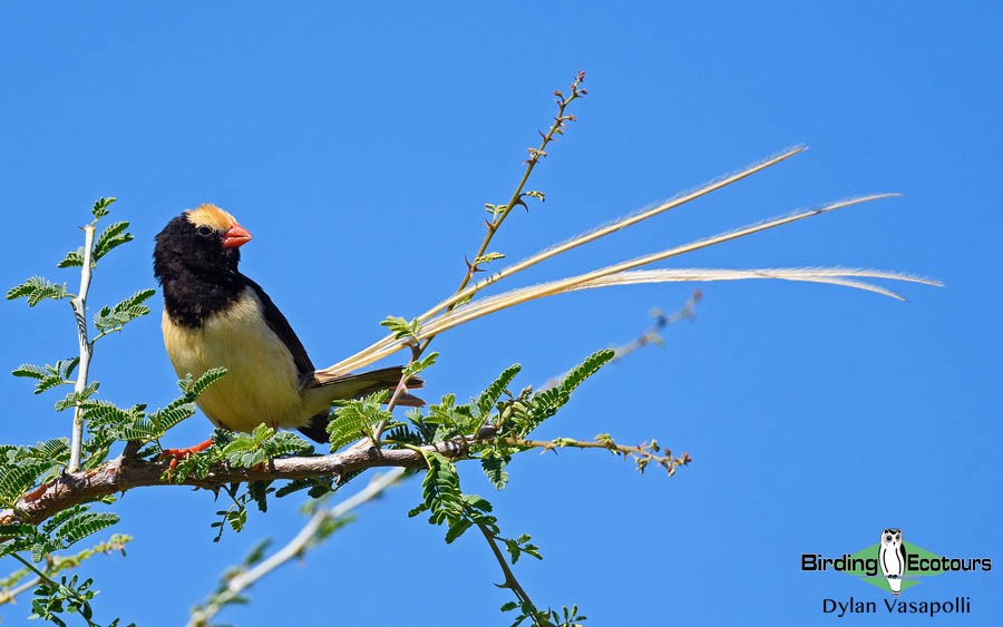 Uganda Custom birding report