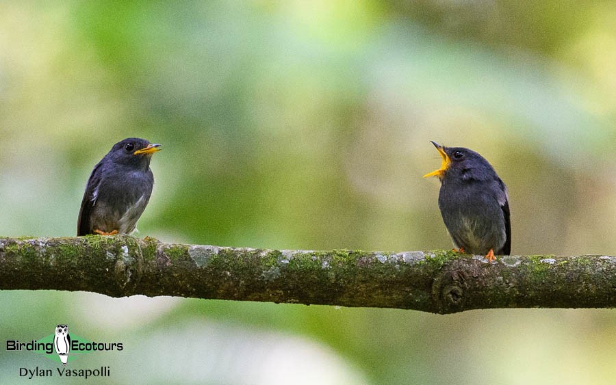 Uganda Custom birding report