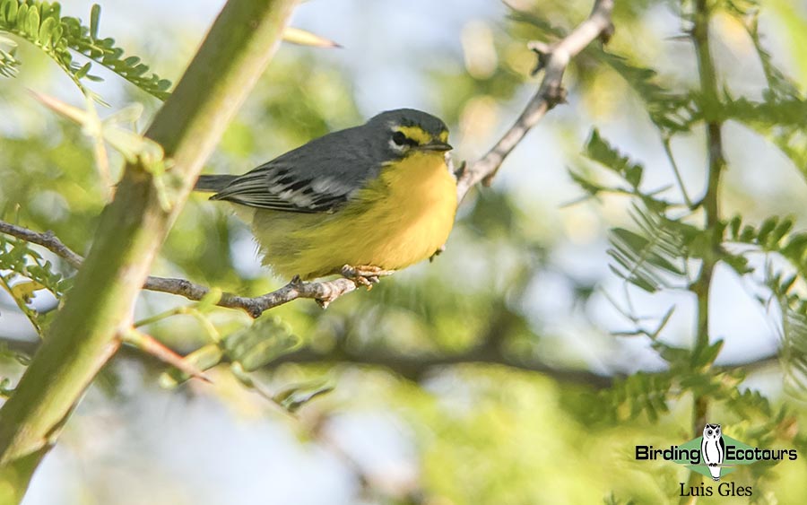 Puerto Rico endemic birding