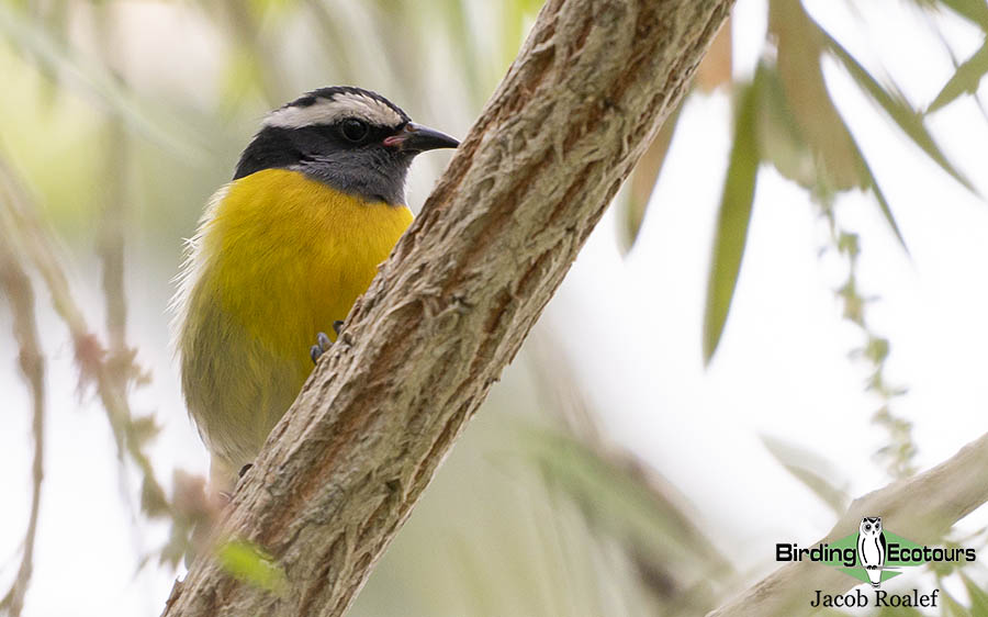 Puerto Rico endemic birding
