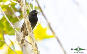 Puerto Rico endemic birding