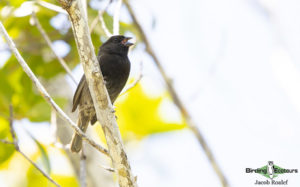 Puerto Rico endemic birding