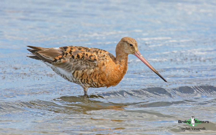 Birding in Norfolk