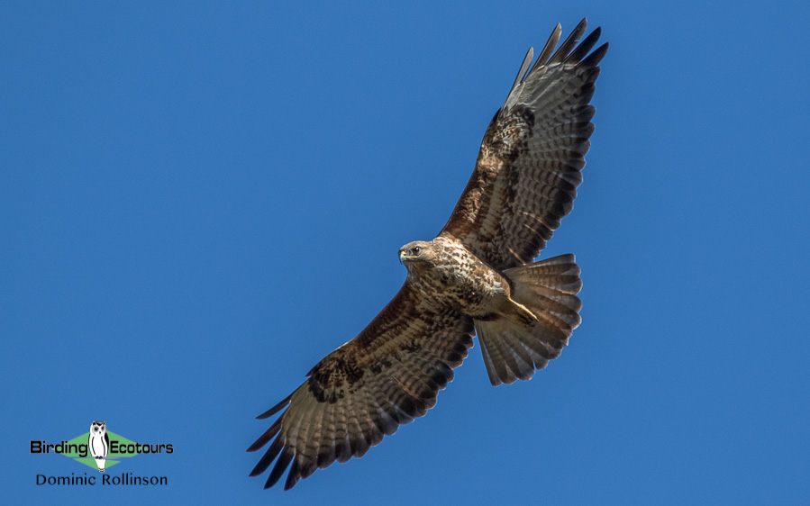 UK winter birding tour