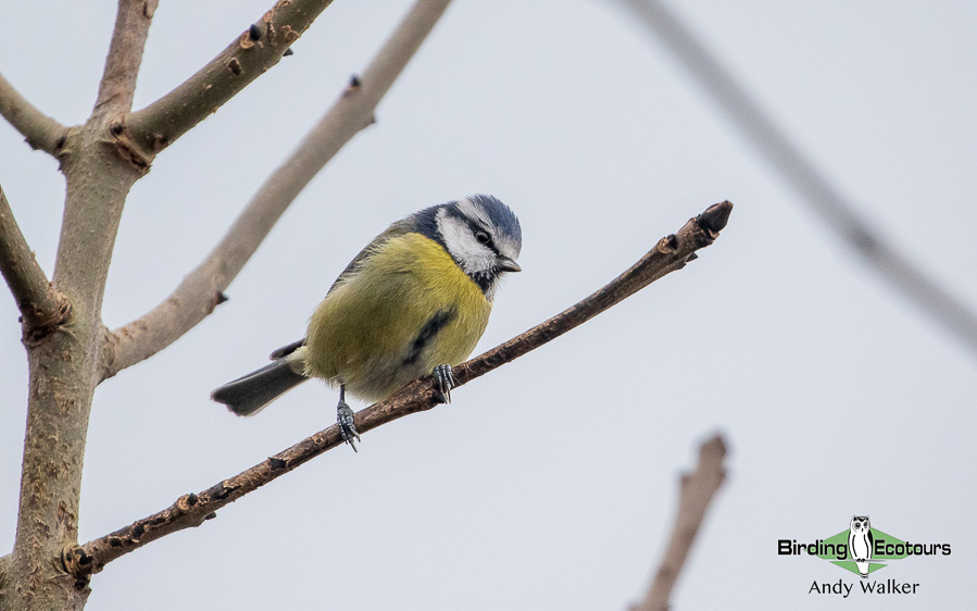 UK winter birding tour