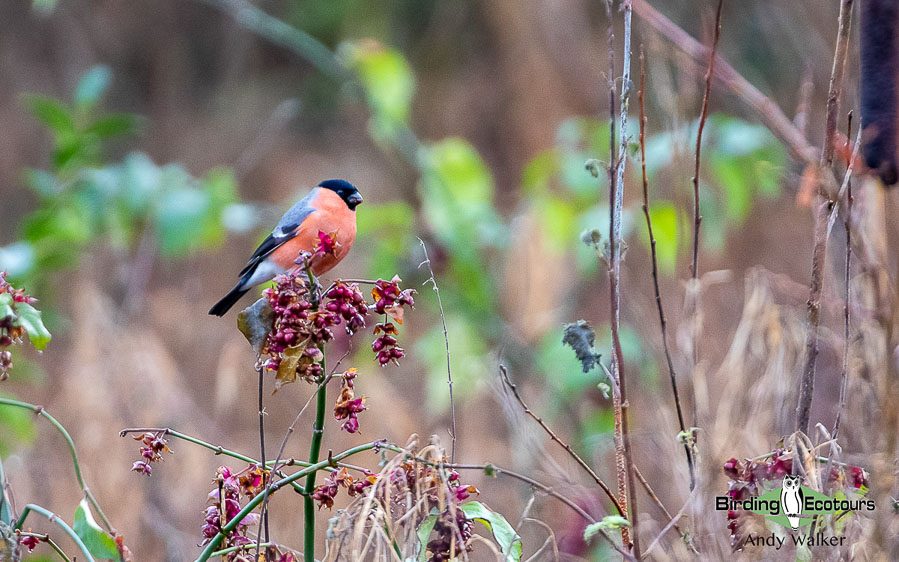 UK winter birding tour