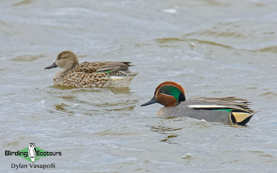 UK winter birding tour