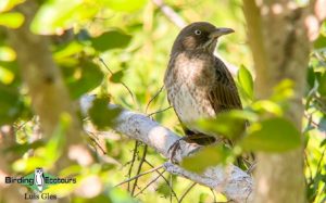 Puerto Rico endemic birding