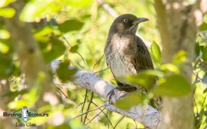 Puerto Rico endemic birding