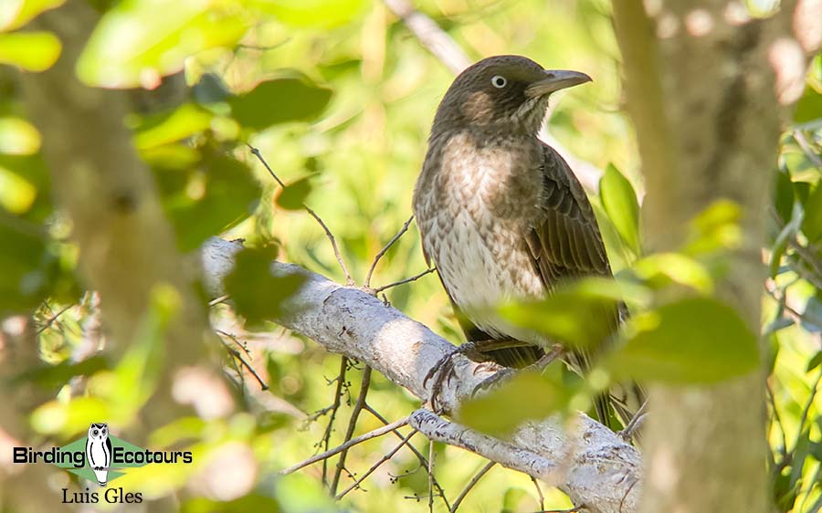 Puerto Rico endemic birding