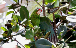 Puerto Rico endemic birding