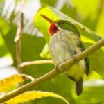 Puerto Rico endemic birding