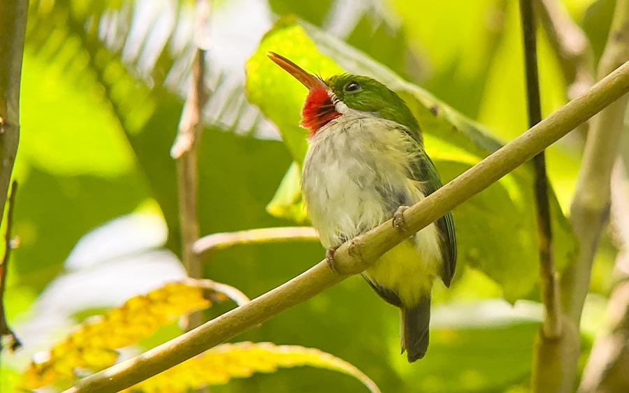 Puerto Rico endemic birding