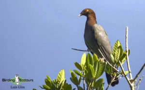 Puerto Rico endemic birding