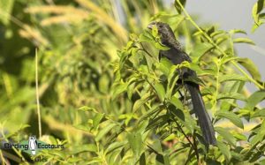 Puerto Rico endemic birding