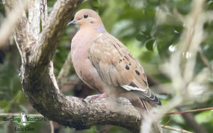 Puerto Rico endemic birding