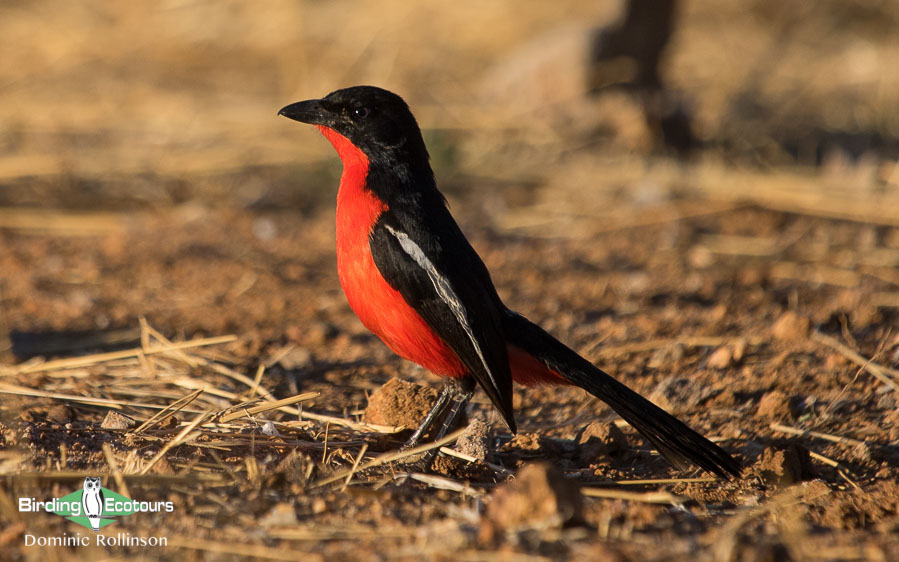 Complete Namibia birding tour