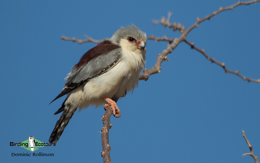 Complete Namibia birding tour