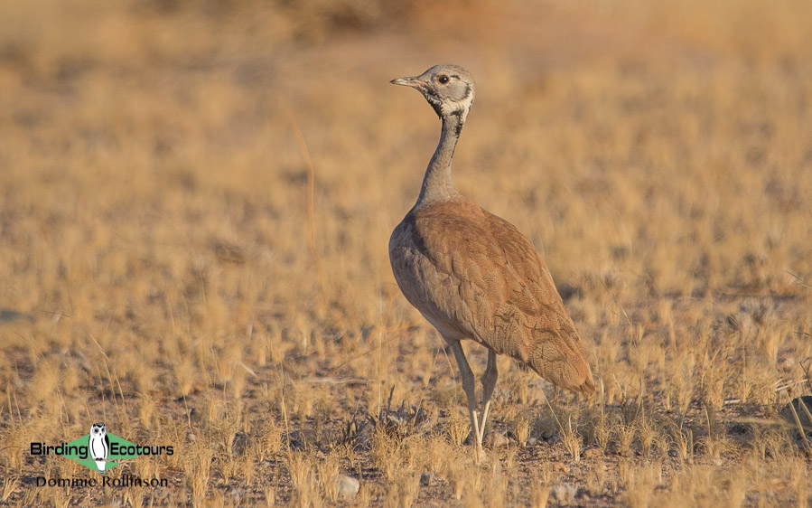 Complete Namibia birding tour