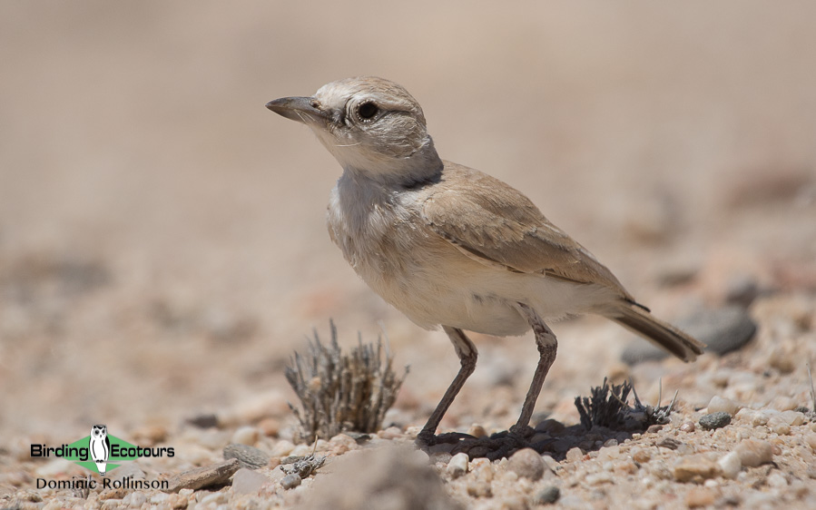 Complete Namibia birding tour